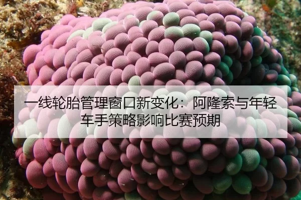 一线轮胎管理窗口新变化：阿隆索与年轻车手策略影响比赛预期